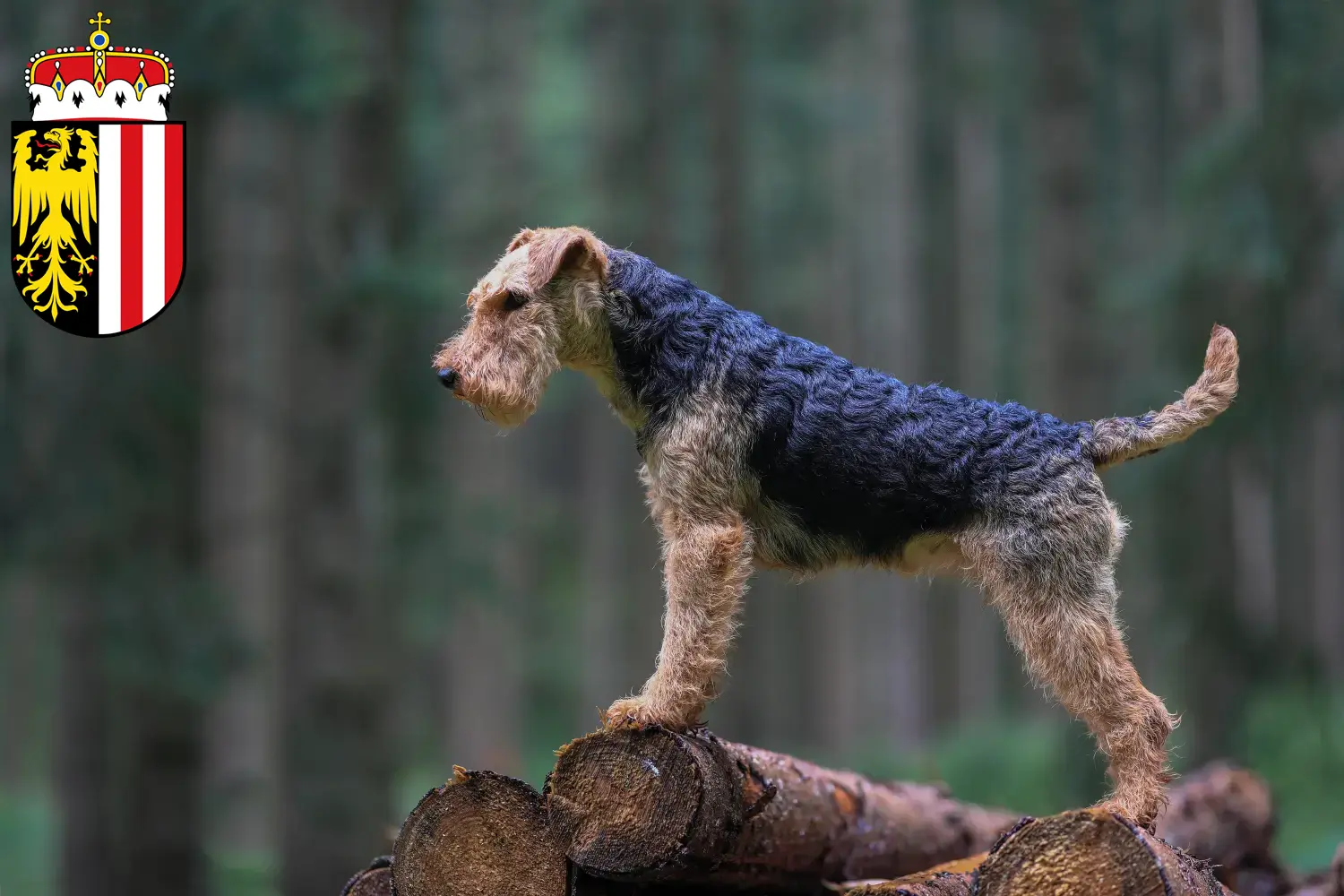 Read more about the article Welsh Terrier breeders and puppies in Upper Austria