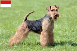 Read more about the article Welsh Terrier breeders and puppies in Vienna