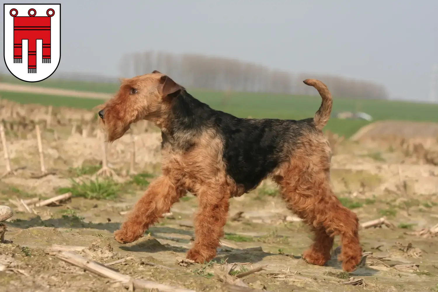 Read more about the article Welsh Terrier breeders and puppies in Vorarlberg