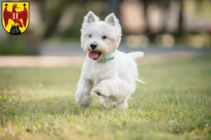 Read more about the article Westie breeders and puppies in Burgenland