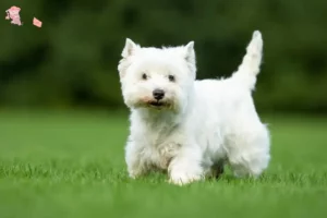 Read more about the article Westie breeders and puppies in Hovedstaden