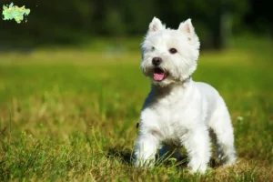 Read more about the article Westie breeders and puppies in Midtjylland