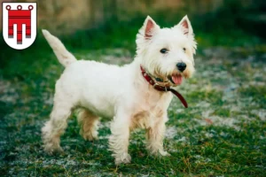 Read more about the article Westie breeders and puppies in Vorarlberg