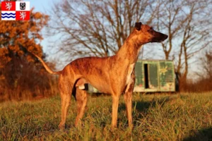 Read more about the article Whippet breeder and puppies in Central Bohemia