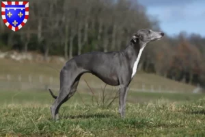 Read more about the article Whippet breeders and puppies in Centre-Val de Loire