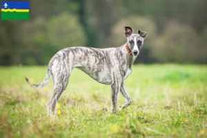 Read more about the article Whippet breeders and puppies in Flevoland