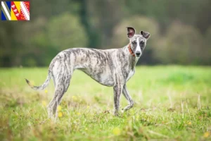 Read more about the article Whippet breeders and puppies in Grand Est