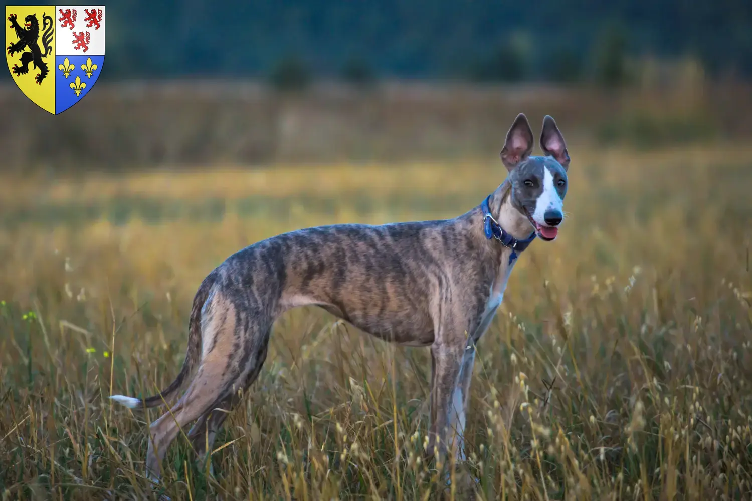 Read more about the article Whippet breeders and puppies in Hauts-de-France