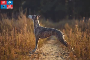 Read more about the article Whippet breeder and puppies in Karlsbad