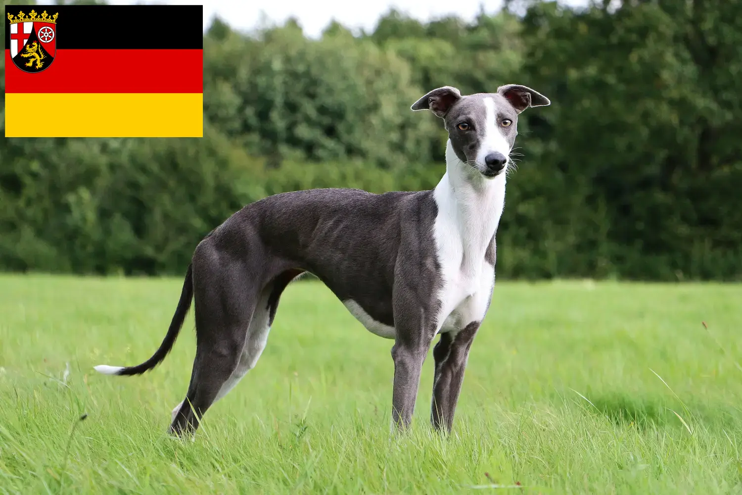 Read more about the article Whippet breeders and puppies in Rhineland-Palatinate