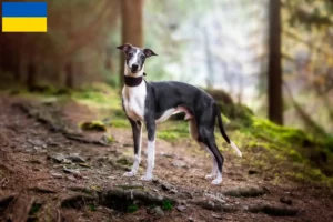 Read more about the article Whippet breeders and puppies in Ukraine