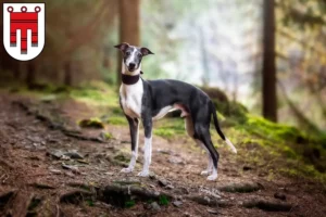 Read more about the article Whippet breeders and puppies in Vorarlberg