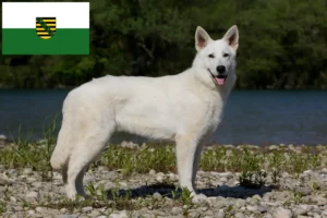 Read more about the article White Swiss Shepherd Dog Breeder and Puppies in Saxony