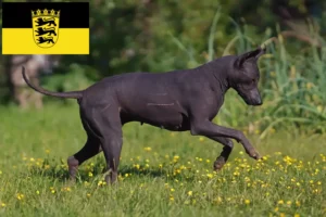 Read more about the article Xolo breeders and puppies in Baden-Württemberg