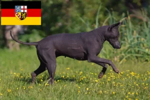 Read more about the article Xolo breeders and puppies in Saarland