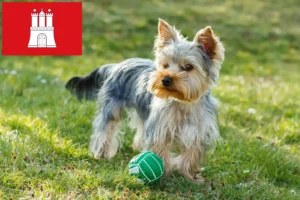 Read more about the article Yorkshire Terrier breeders and puppies in Hamburg