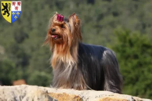 Read more about the article Yorkshire Terrier breeders and puppies in Hauts-de-France