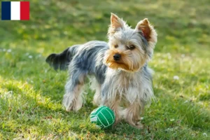 Read more about the article Yorkshire Terrier breeders and puppies in Martinique