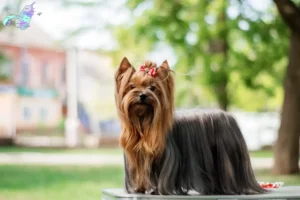 Read more about the article Yorkshire Terrier breeders and puppies in Nordjylland