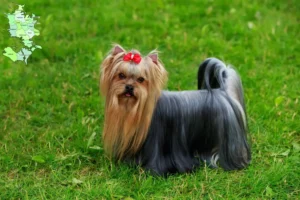 Read more about the article Yorkshire Terrier breeders and puppies in Sjælland