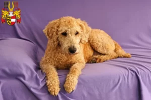 Read more about the article Australian Labradoodle breeders and puppies in Carinthia