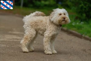 Read more about the article Australian Labradoodle breeders and puppies in Friesland