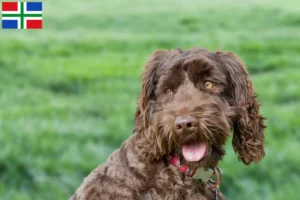 Read more about the article Australian Labradoodle breeders and puppies in Groningen