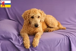 Read more about the article Australian Labradoodle breeder and puppies in Limburg