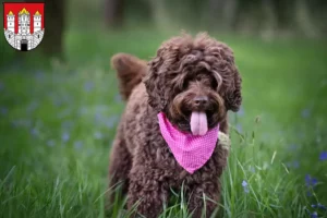 Read more about the article Australian Labradoodle breeders and puppies in Salzburg