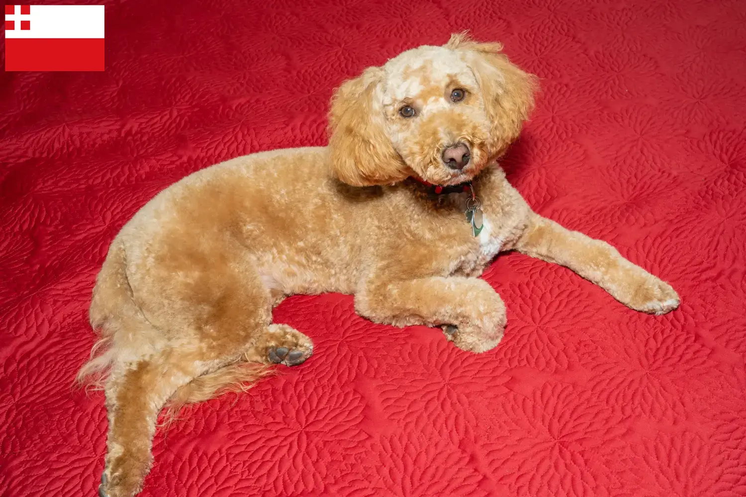 Read more about the article Australian Labradoodle breeders and puppies in Utrecht