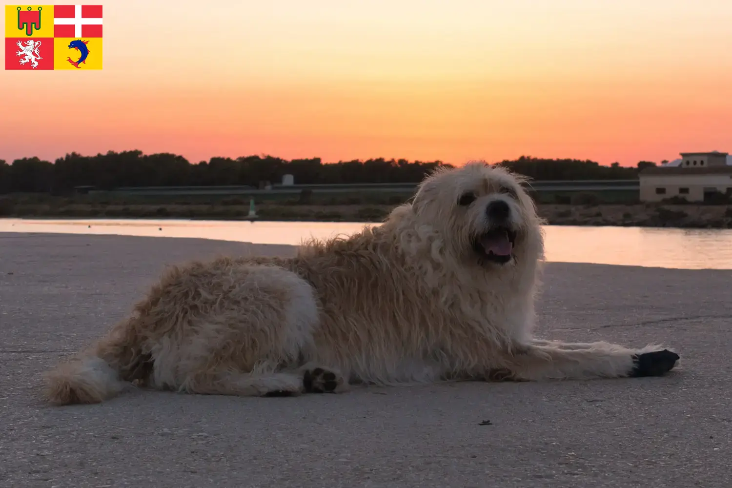 Read more about the article Barbado da Terceira breeders and puppies in Auvergne-Rhône-Alpes