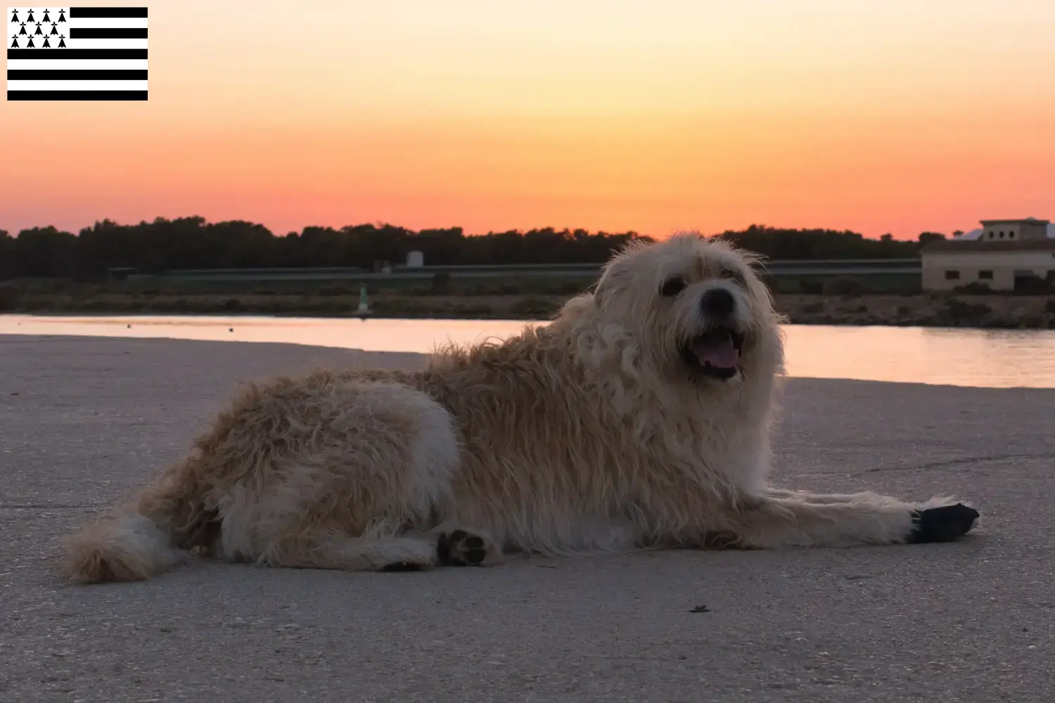 Read more about the article Barbado da Terceira breeders and puppies in Brittany