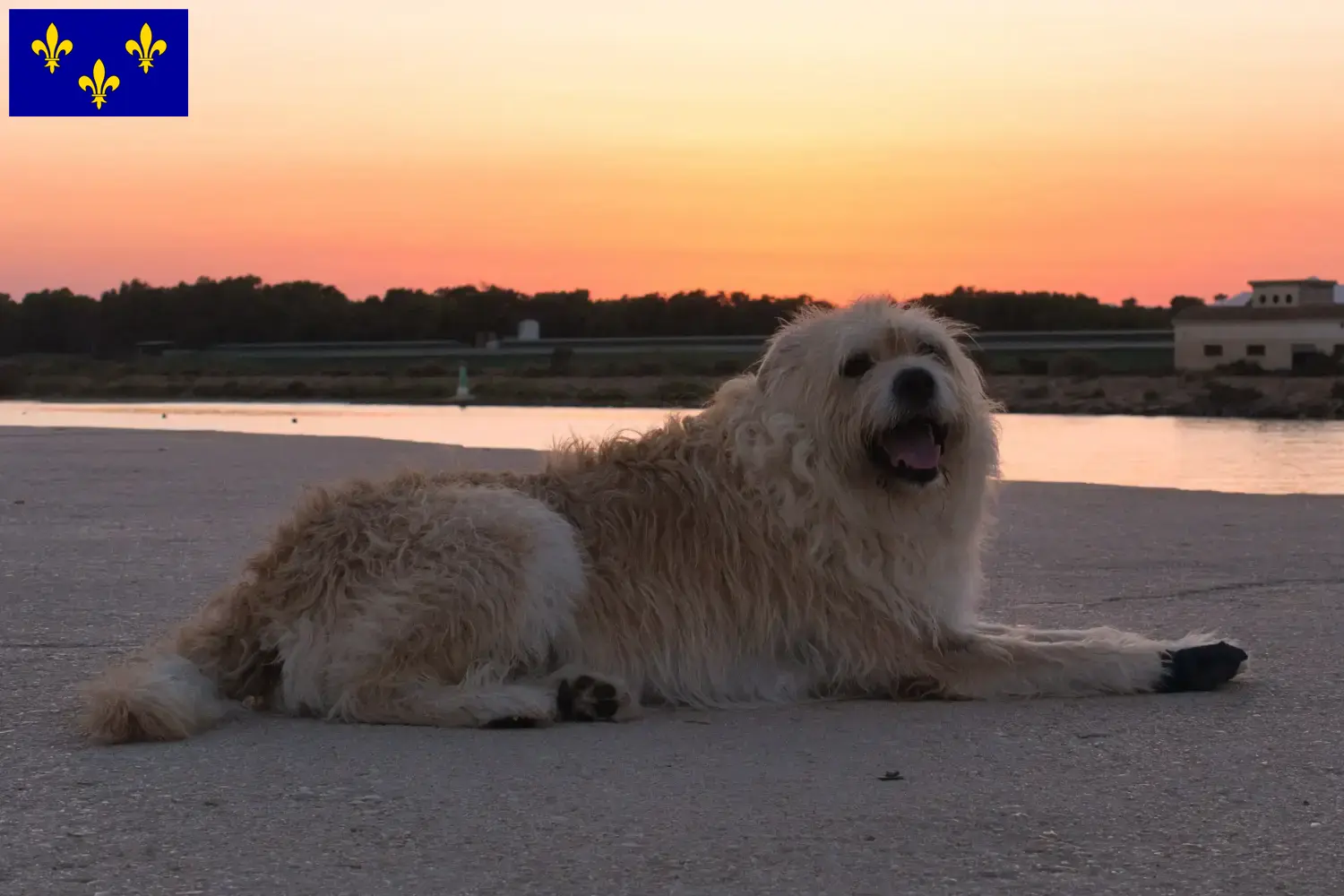 Read more about the article Barbado da Terceira breeders and puppies in Île-de-France