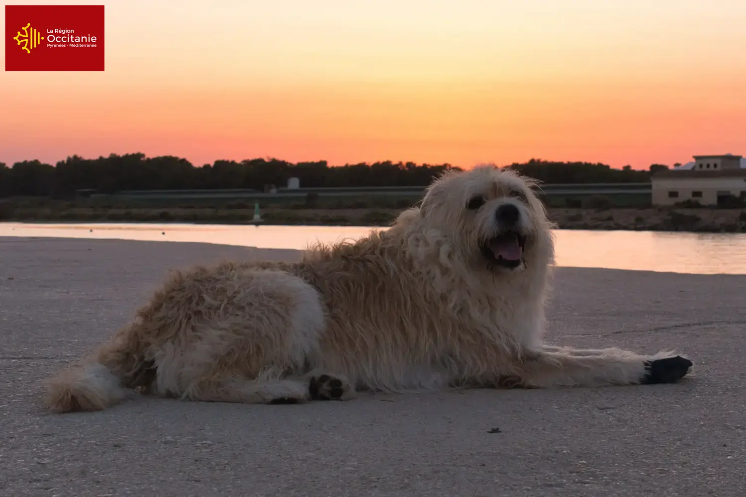 Read more about the article Barbado da Terceira breeders and puppies in Occitania