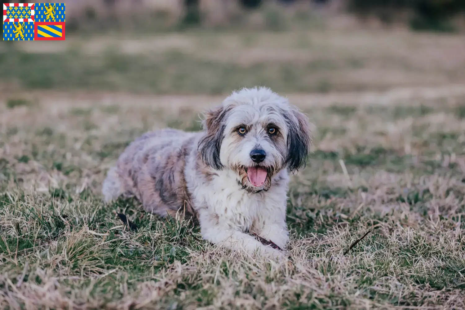 Read more about the article Bordoodle breeders and puppies in Bourgogne-Franche-Comté