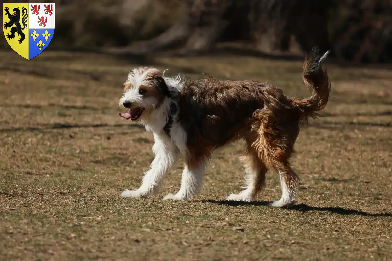 Read more about the article Bordoodle breeders and puppies in Hauts-de-France