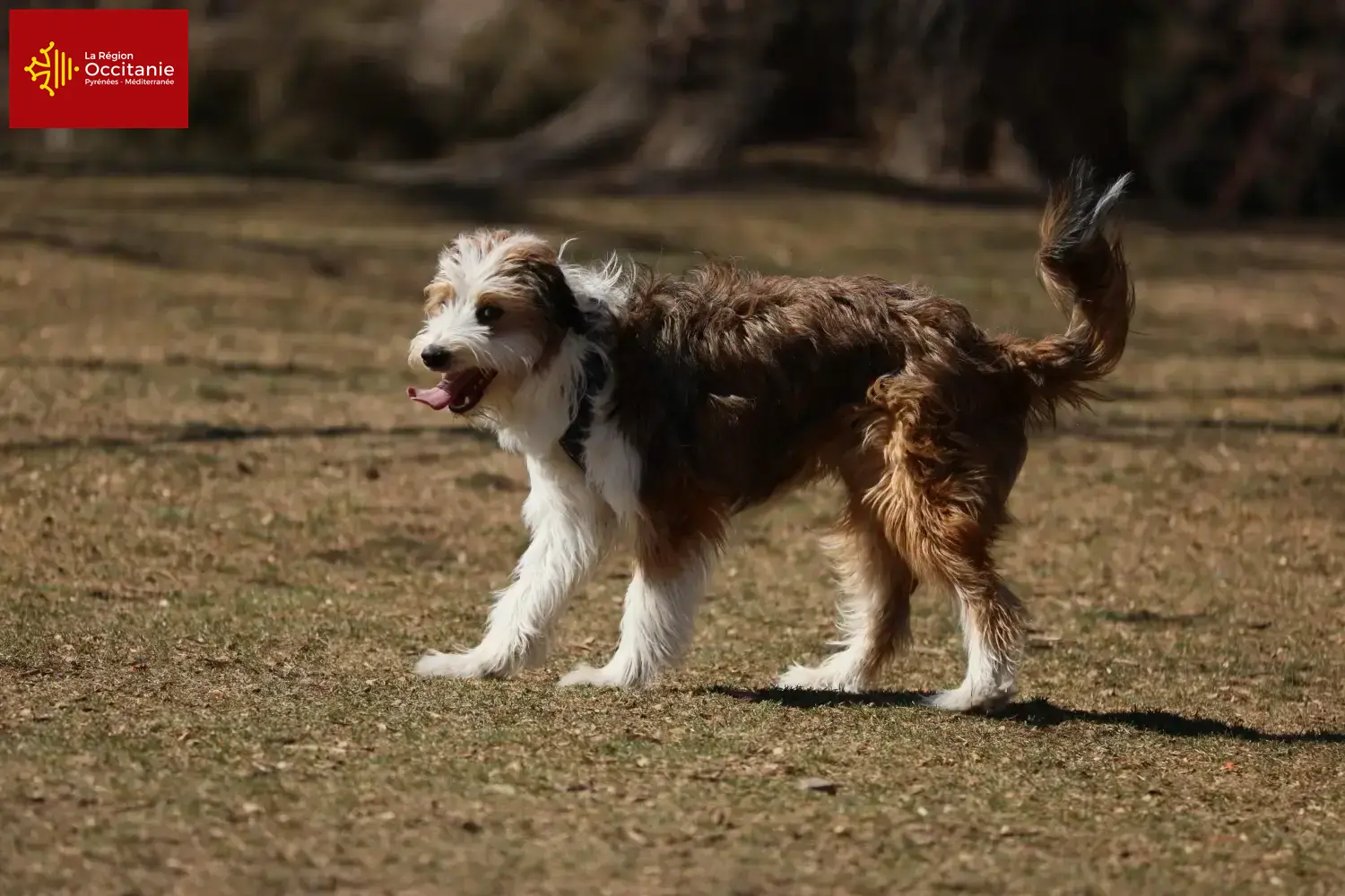 Read more about the article Bordoodle breeders and puppies in Occitania