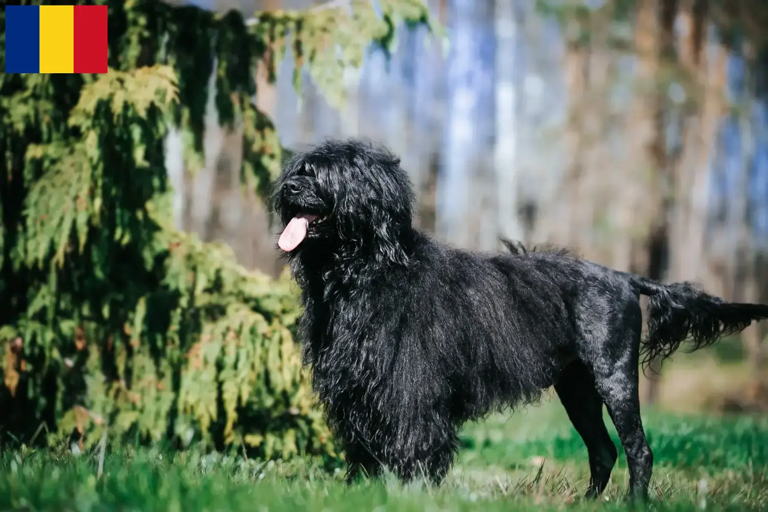 Read more about the article Cão de Agua português breeders and puppies in Romania