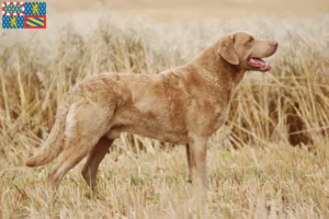 Read more about the article Chesapeake Bay Retriever breeders and puppies in Bourgogne-Franche-Comté