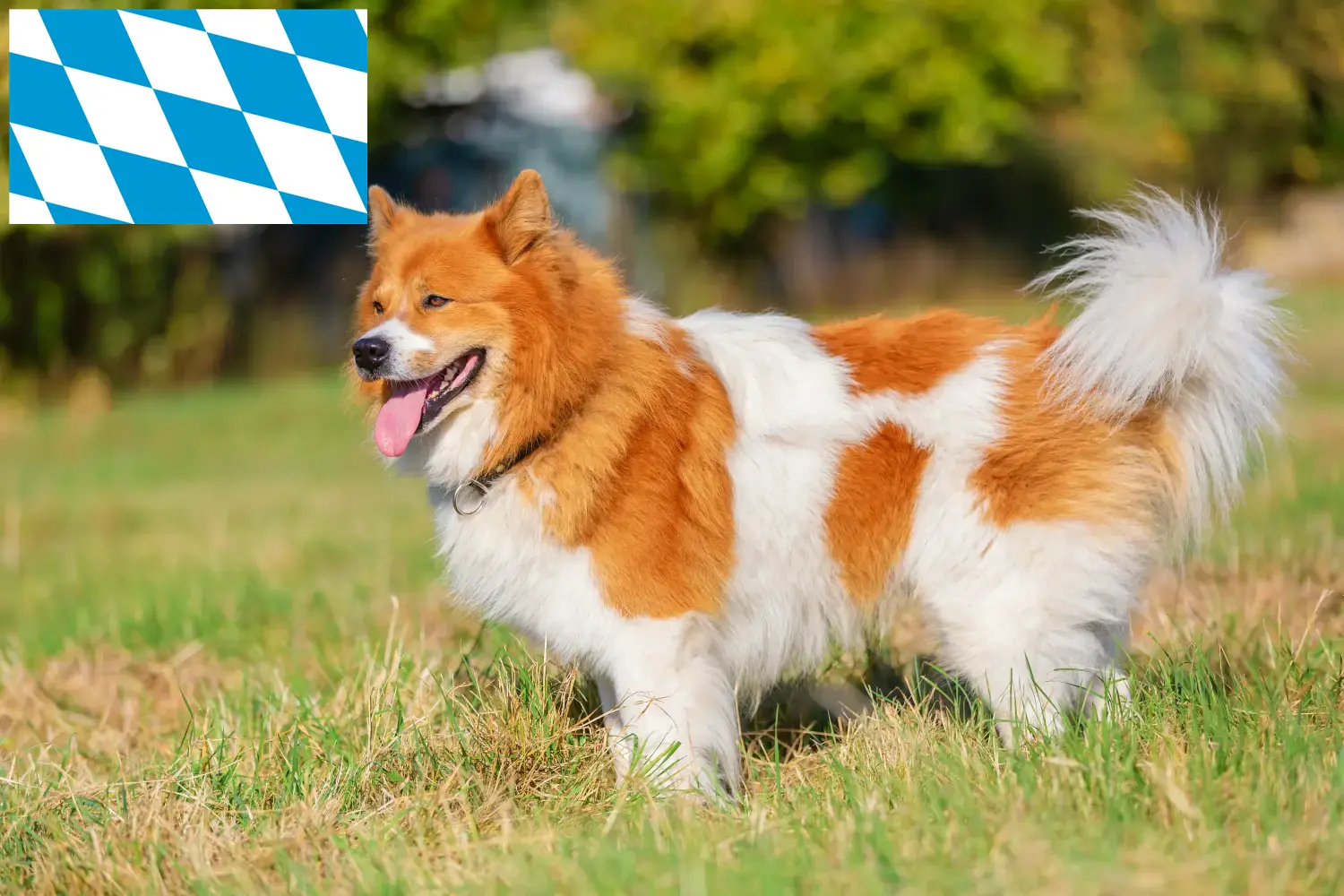 Read more about the article Elo breeders and puppies in Bavaria