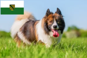 Read more about the article Elo breeders and puppies in Saxony