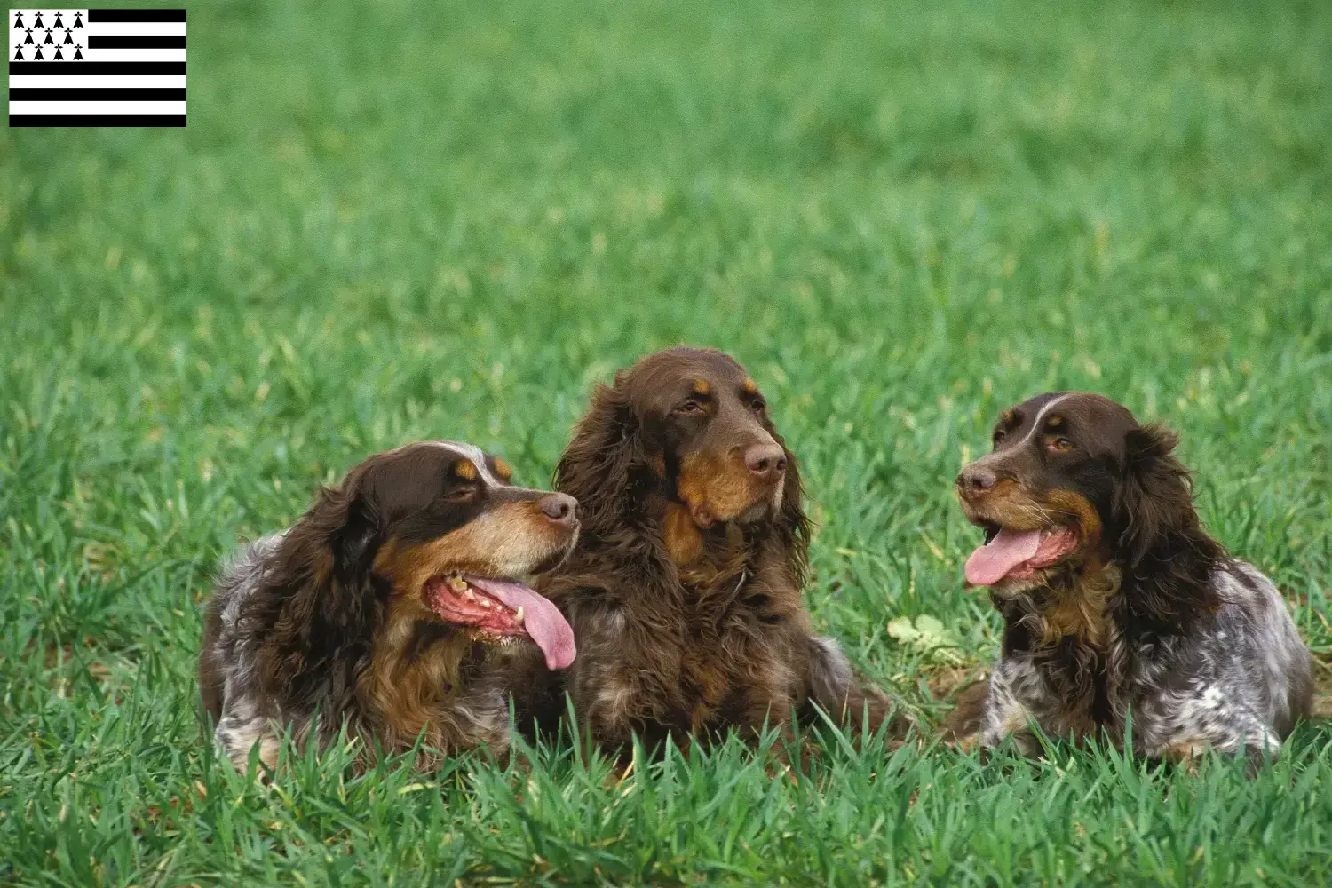 Read more about the article Épagneul Picard breeders and puppies in Brittany