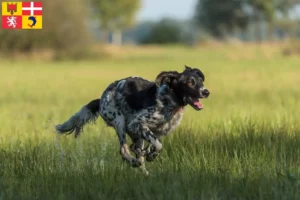 Read more about the article Large Münsterländer breeder and puppies in Auvergne-Rhône-Alpes