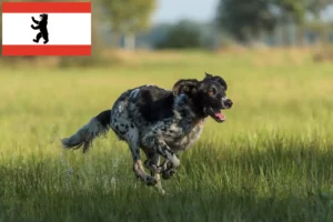 Read more about the article Large Münsterländer breeder and puppies in Berlin