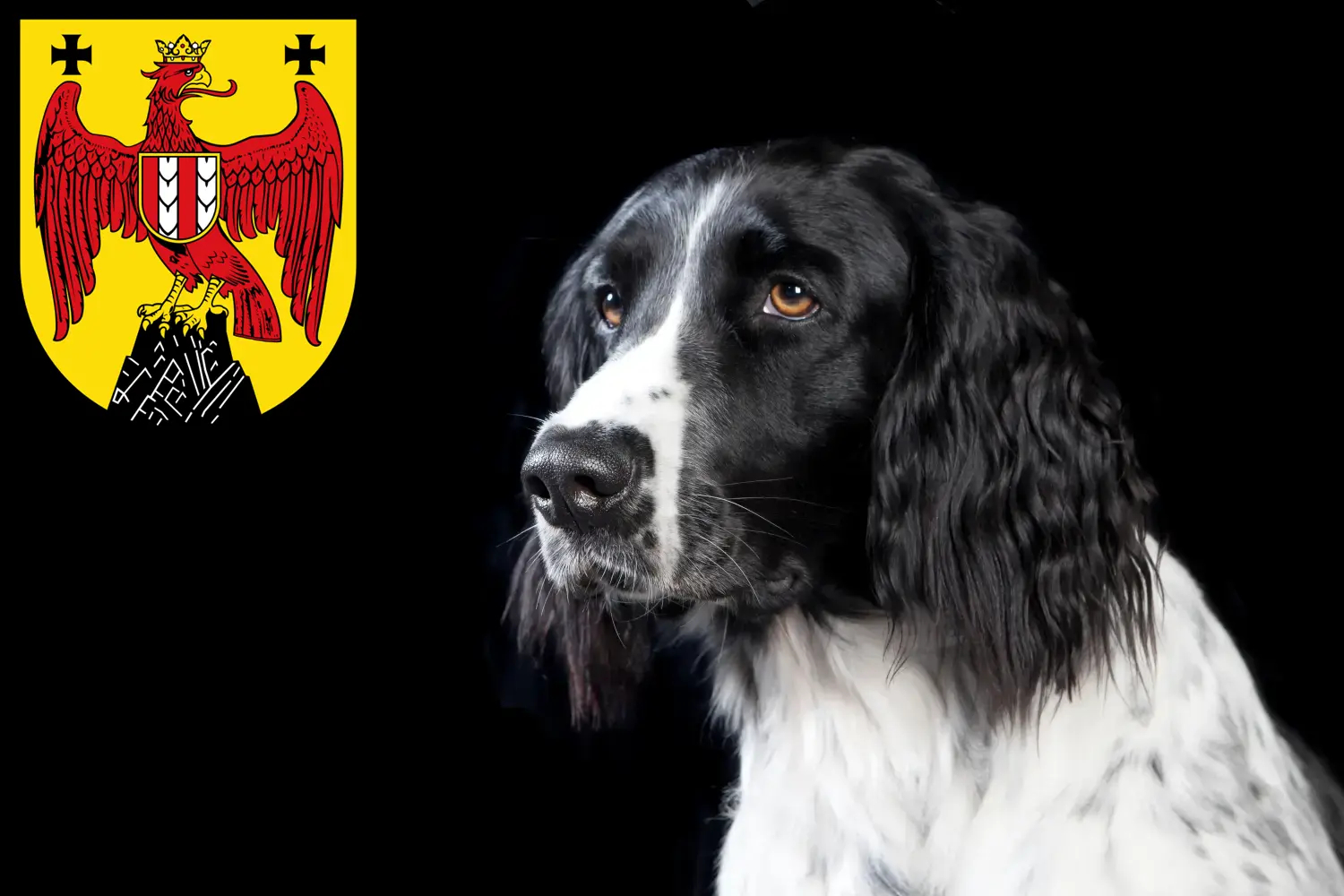 Read more about the article Large Münsterländer breeder and puppies in Burgenland