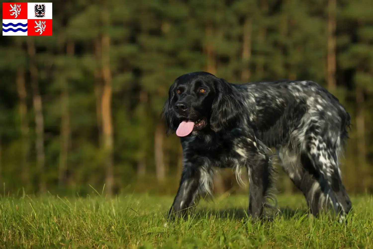 Read more about the article Large Münsterländer breeder and puppies in Central Bohemia