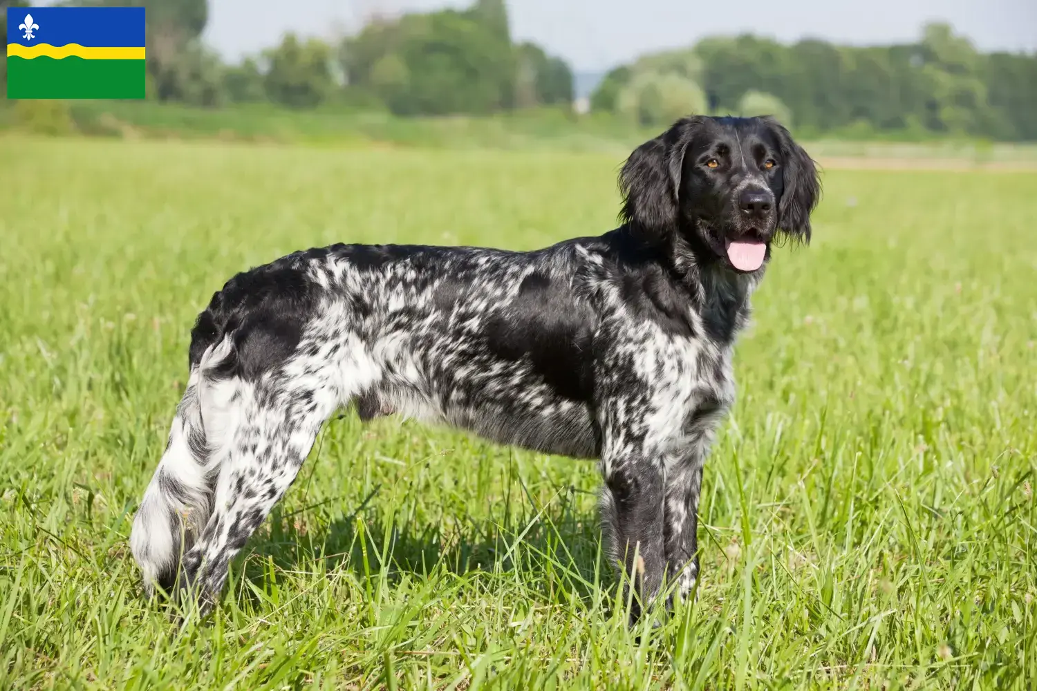 Read more about the article Large Münsterländer breeder and puppies in Flevoland