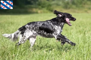 Read more about the article Large Münsterländer breeder and puppies in Friesland