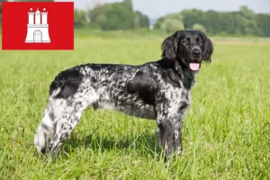 Read more about the article Large Münsterländer breeder and puppies in Hamburg