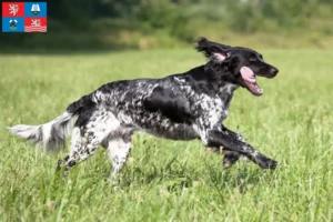 Read more about the article Large Münsterländer breeder and puppies in Karlsbad